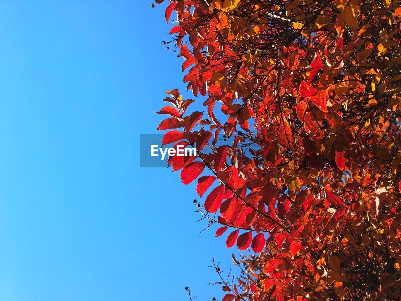 Low angle view of red maple tree against clear blue sky