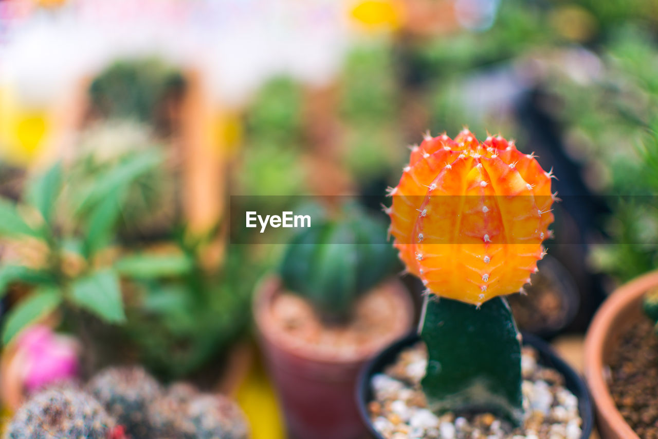 Close-up of cactus plant at market stall