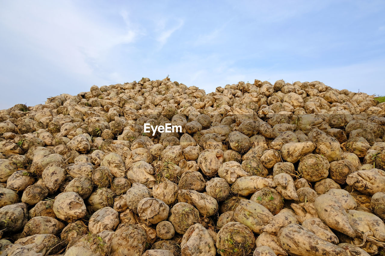 Pile of harvested sugar beets in the countryside from the netherlands