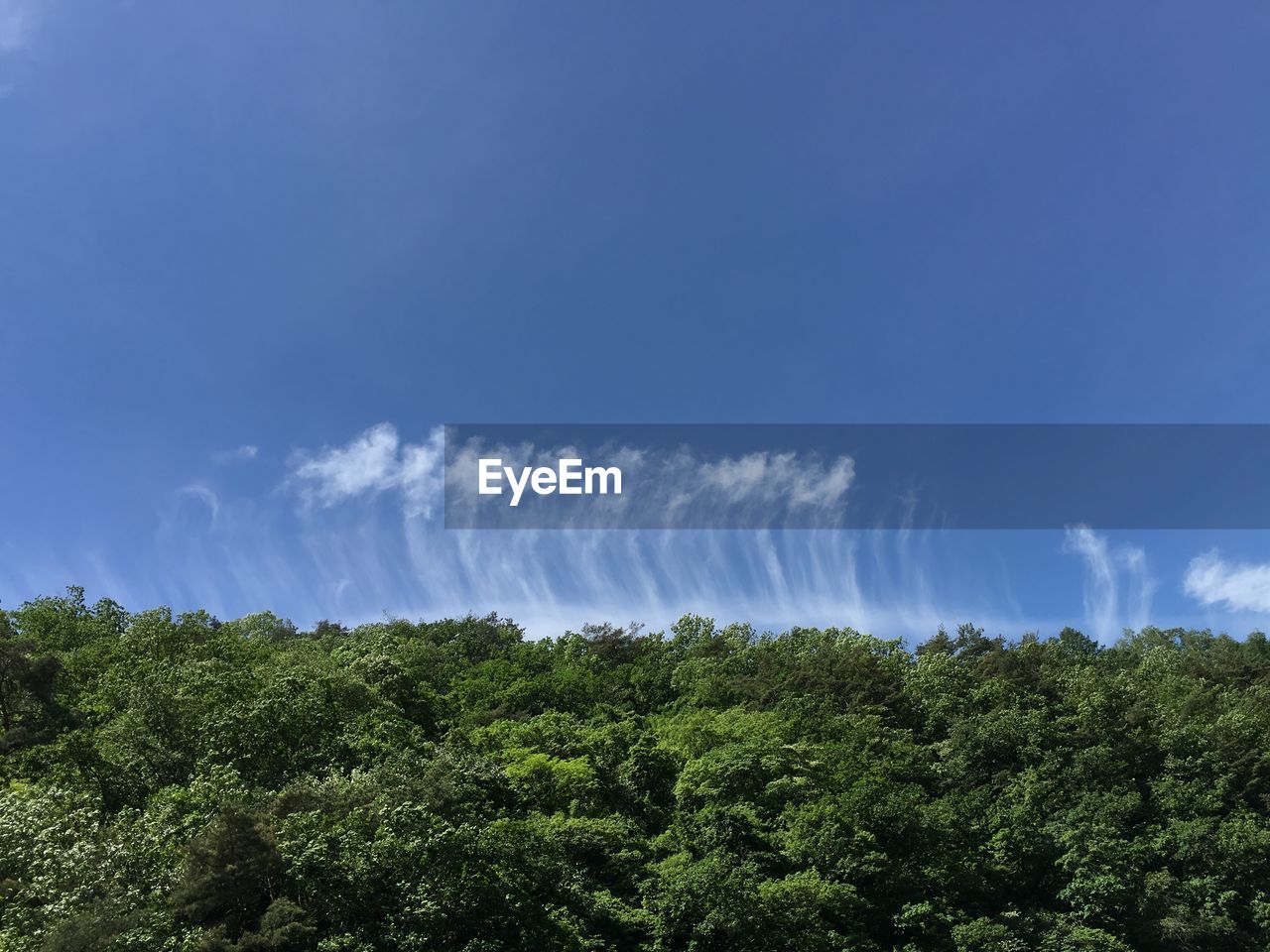 LOW ANGLE VIEW OF TREES AGAINST BLUE SKY