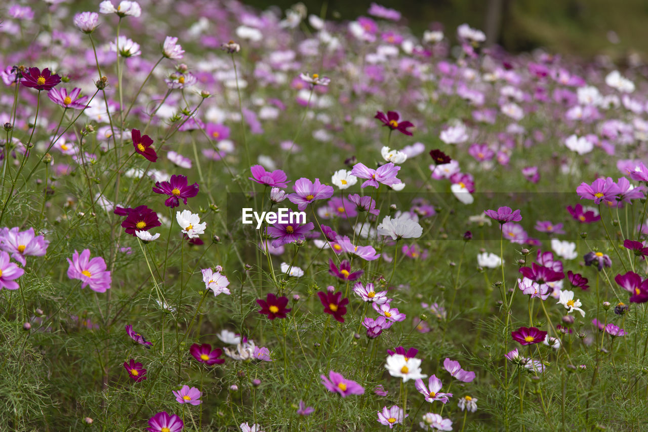 Close-up of pink cosmos flowers on field