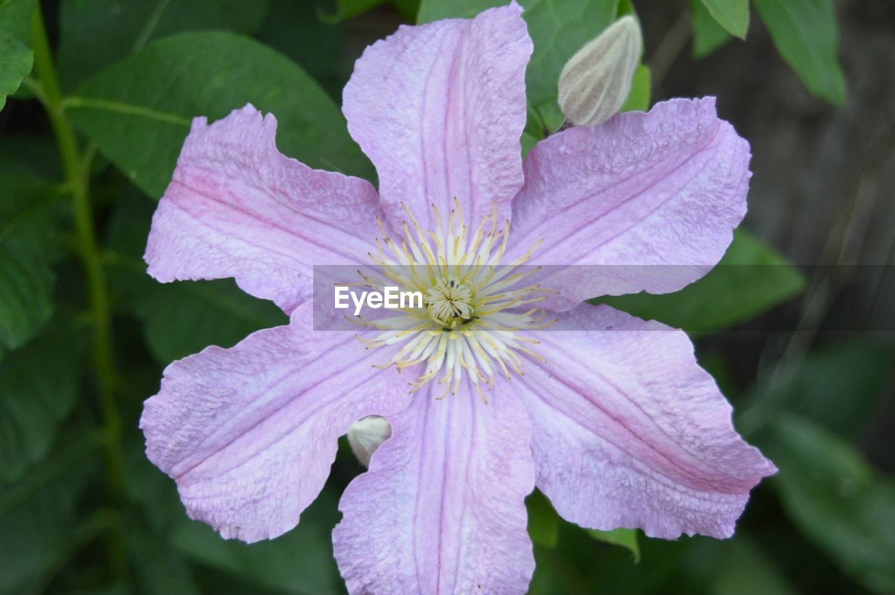 Close-up of pink flower