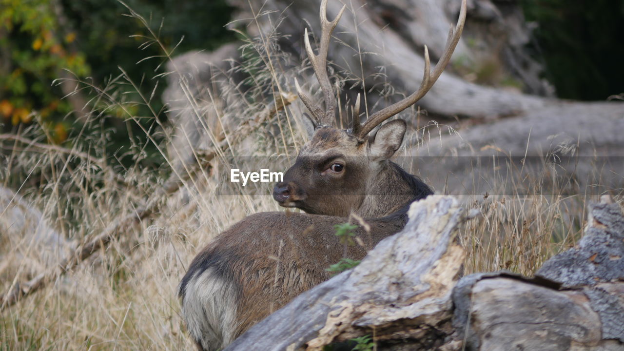 Portrait of deer on field