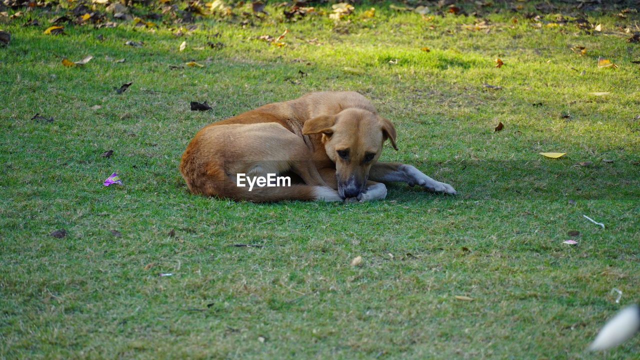 high angle view of a dog on field