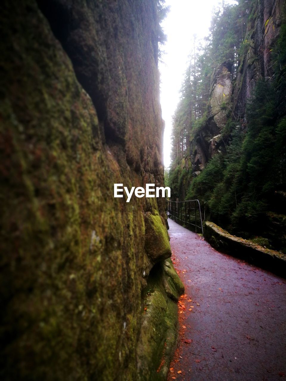 PANORAMIC VIEW OF ROAD AMIDST TREES