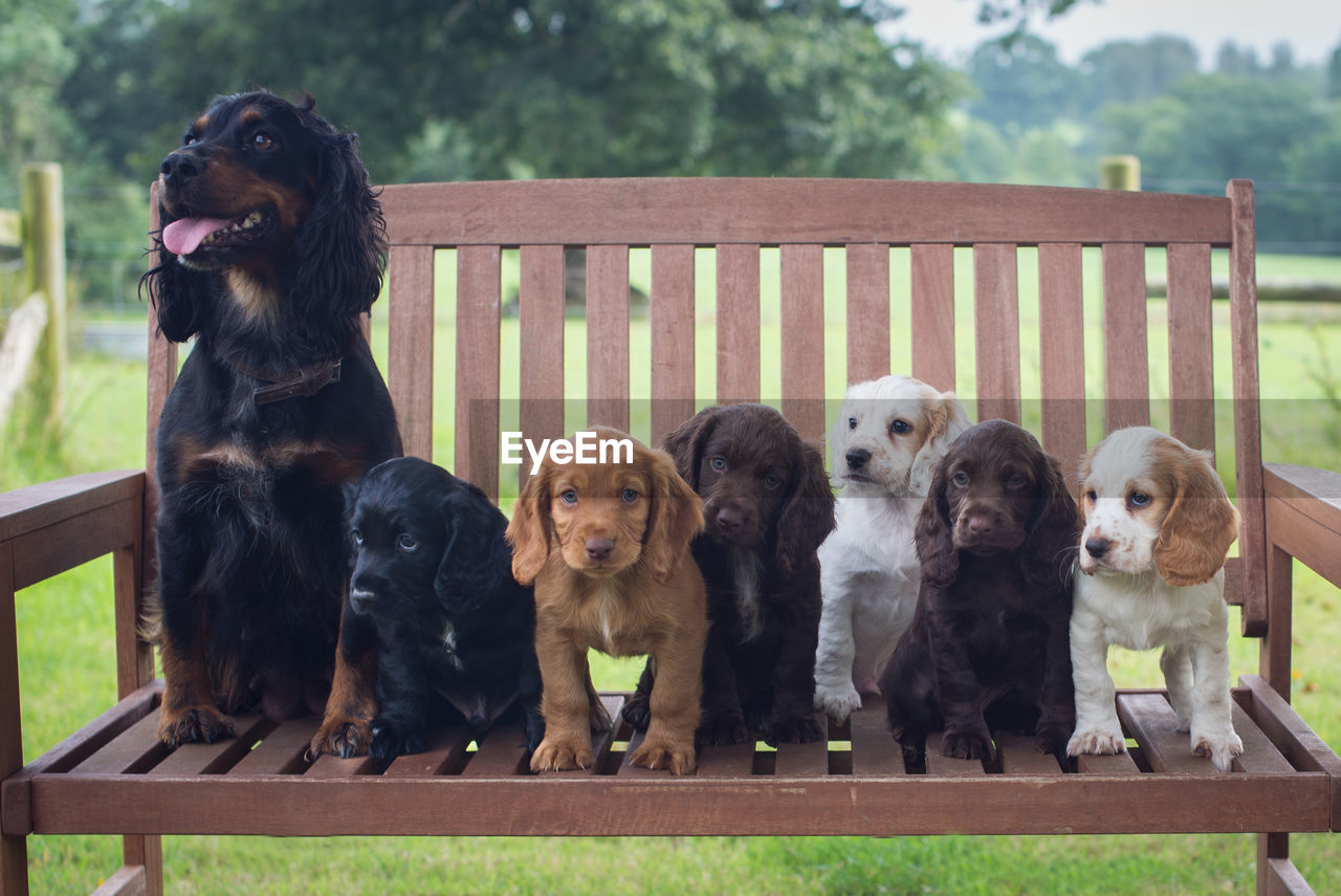 Puppies sitting on bench at public park