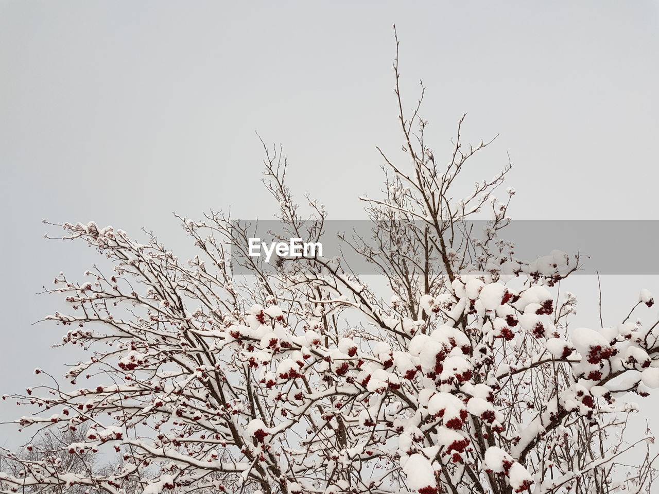 Low angle view of blooming tree against clear sky