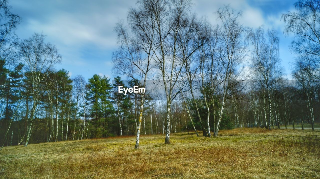 VIEW OF TREES IN FOREST