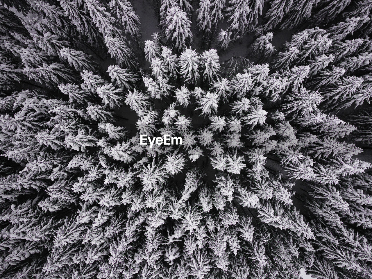 FULL FRAME SHOT OF FROZEN PLANT