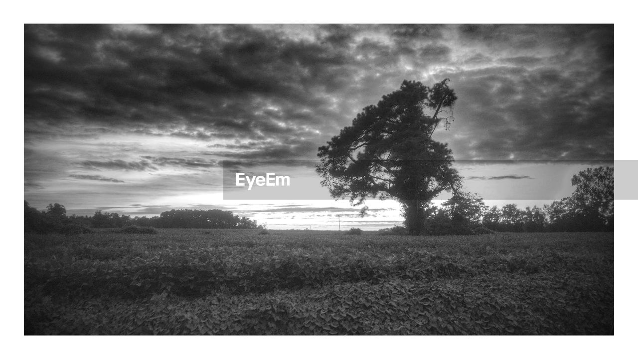 TREES ON GRASSY FIELD AGAINST CLOUDY SKY