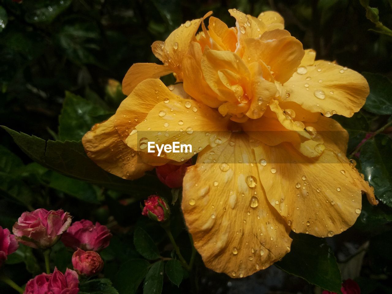 Close-up of wet hibiscus blooming outdoors