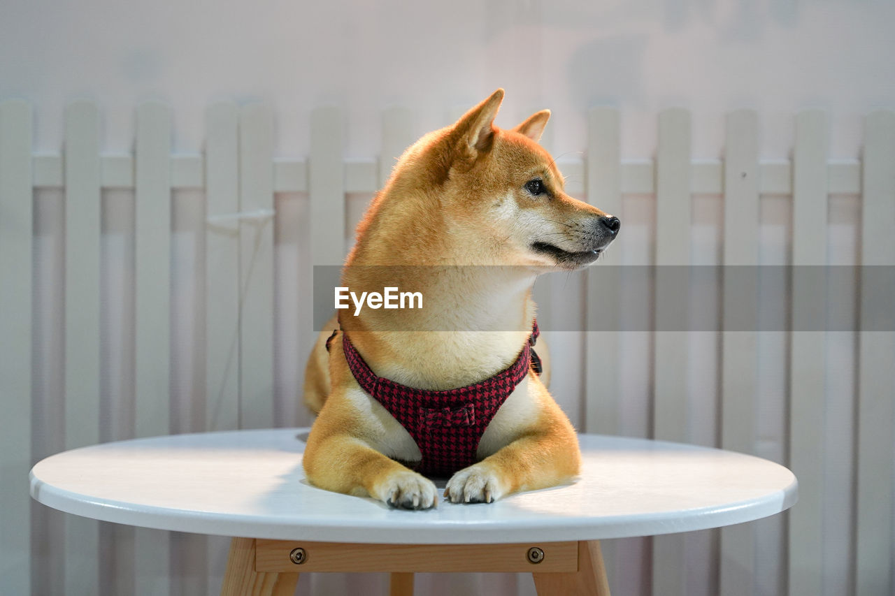 Dog looking away while sitting on table