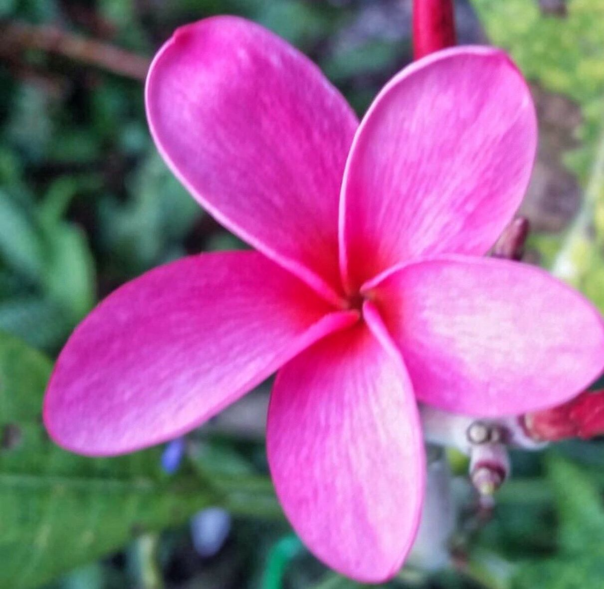 MACRO SHOT OF PINK FLOWER