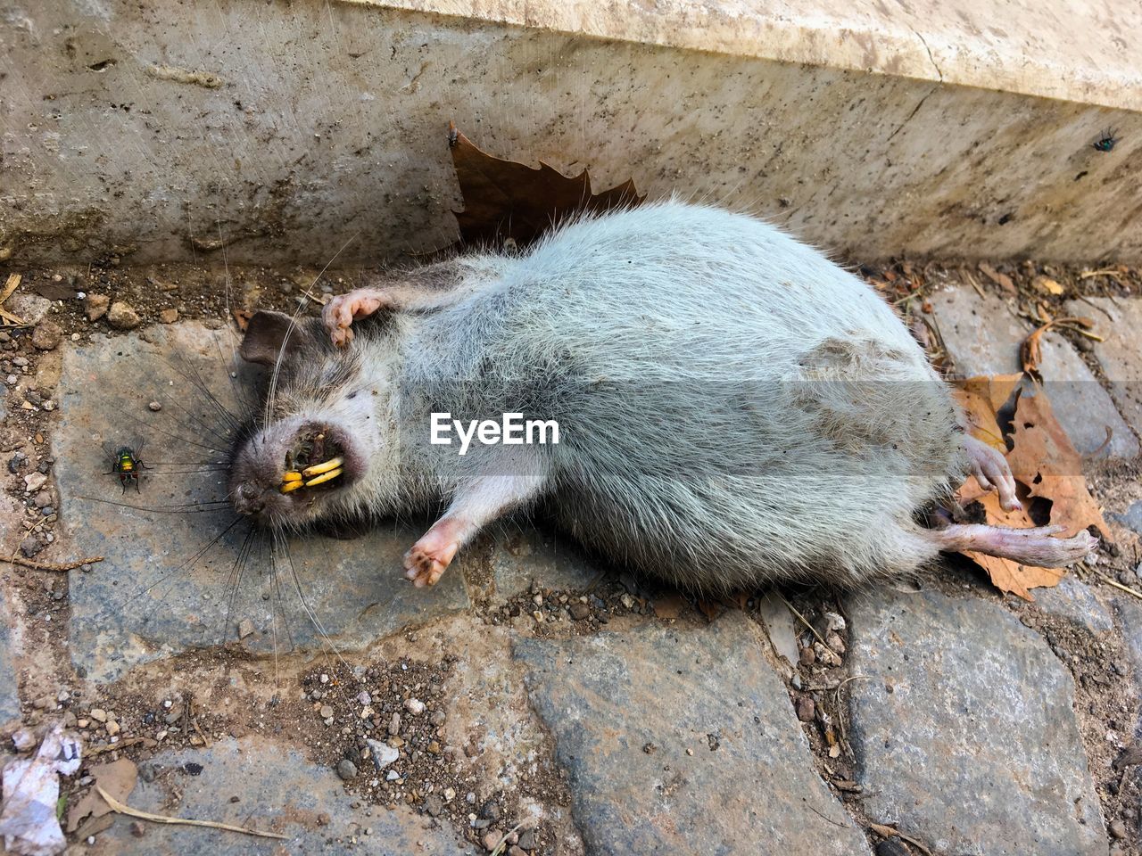 HIGH ANGLE VIEW OF CAT EATING FOOD