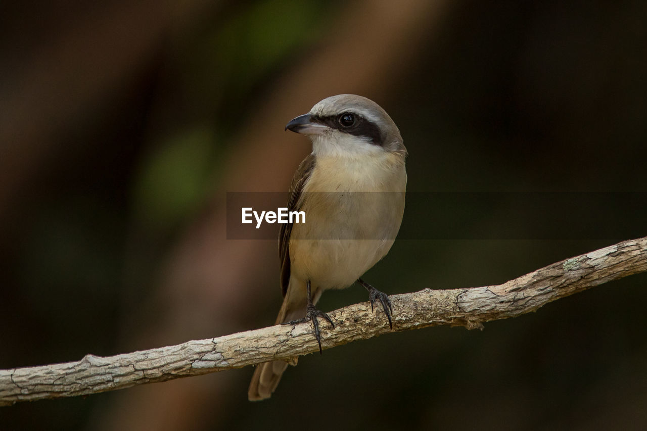 CLOSE-UP OF BIRD PERCHING ON TREE