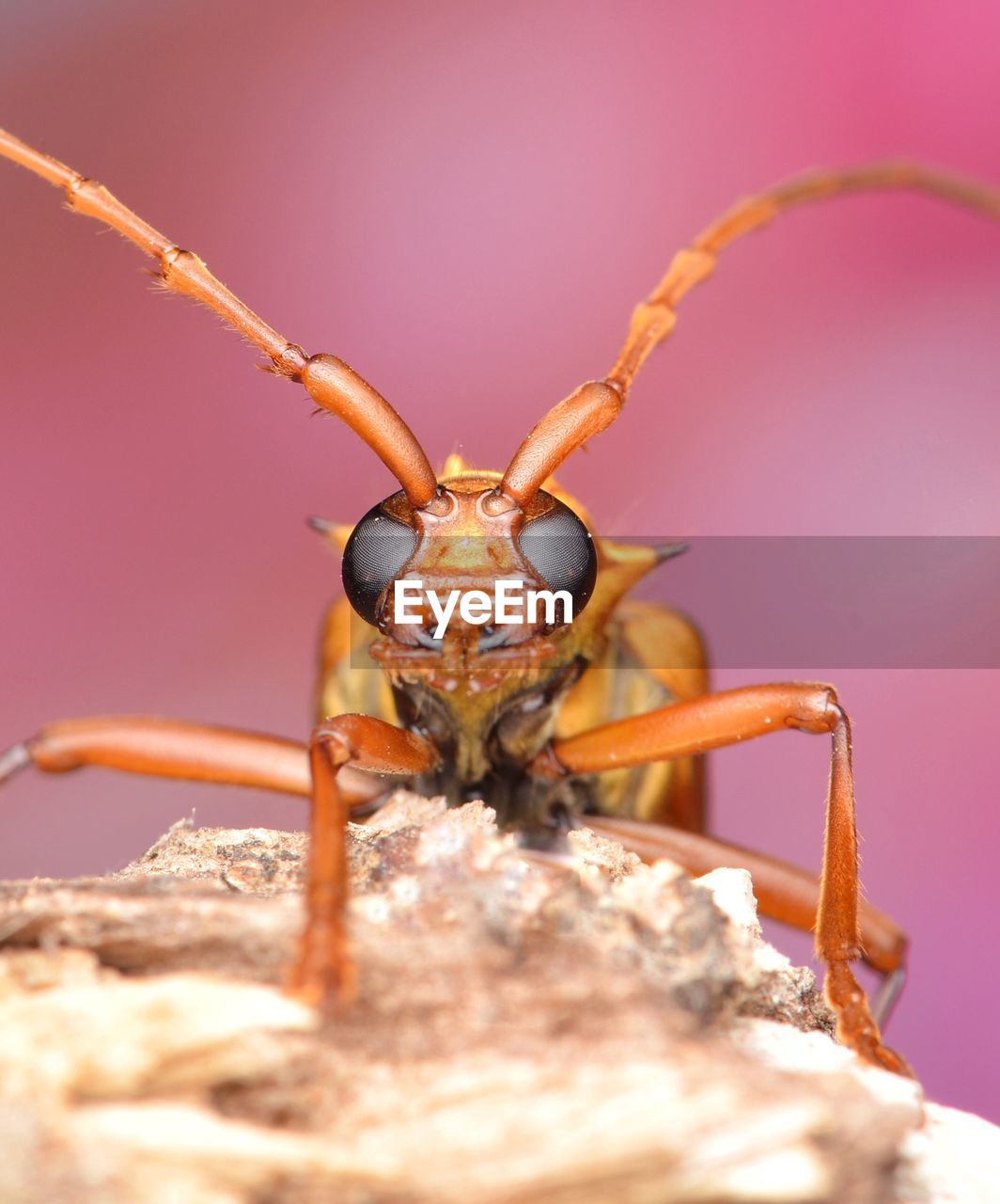 Close-up of longhorn beetle insect