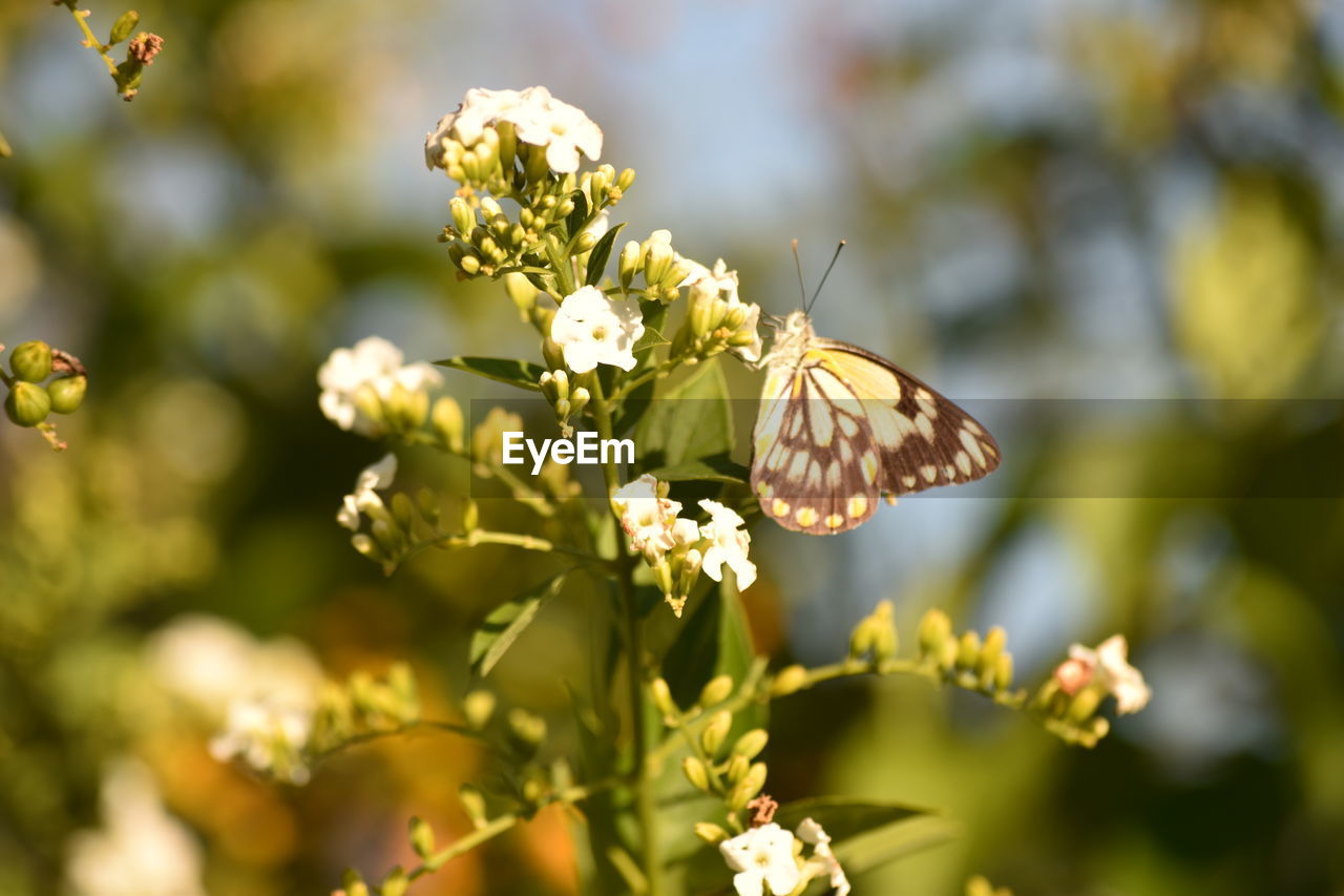 CLOSE-UP OF BUTTERFLY ON FLOWER