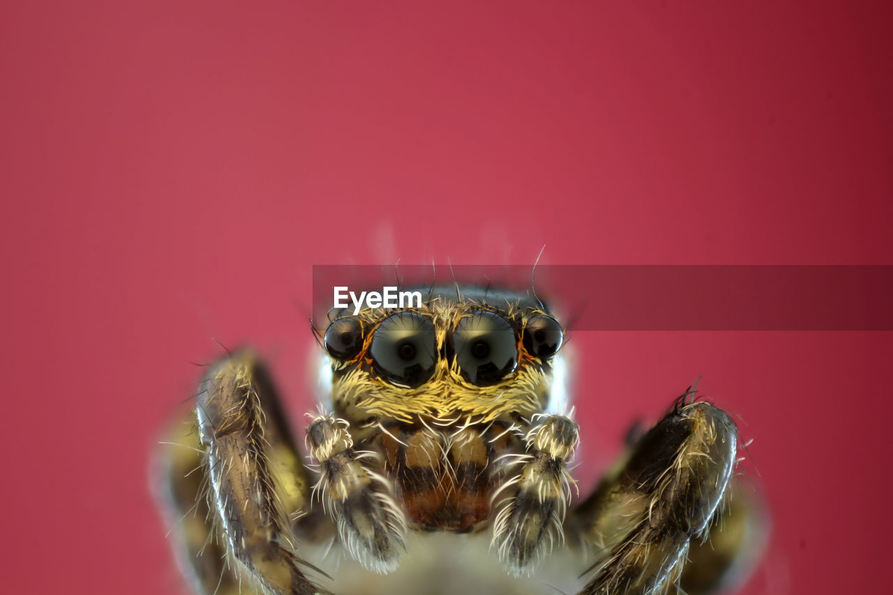 MACRO SHOT OF SPIDER ON WEB