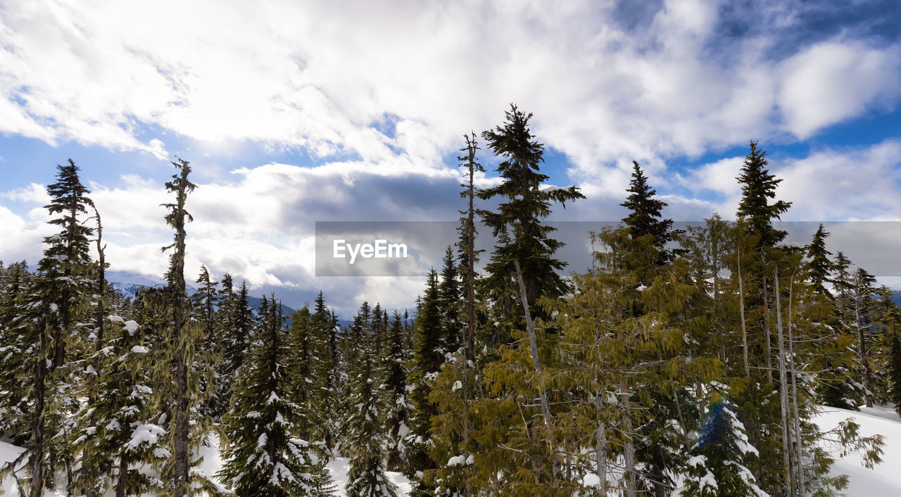 PANORAMIC SHOT OF PINE TREES AGAINST SKY