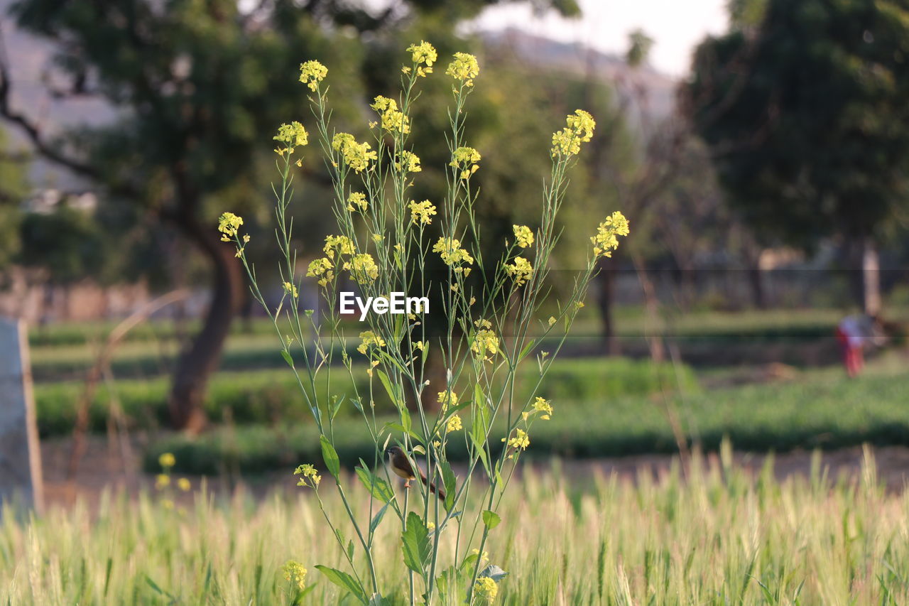 Yellow flowering plant on field