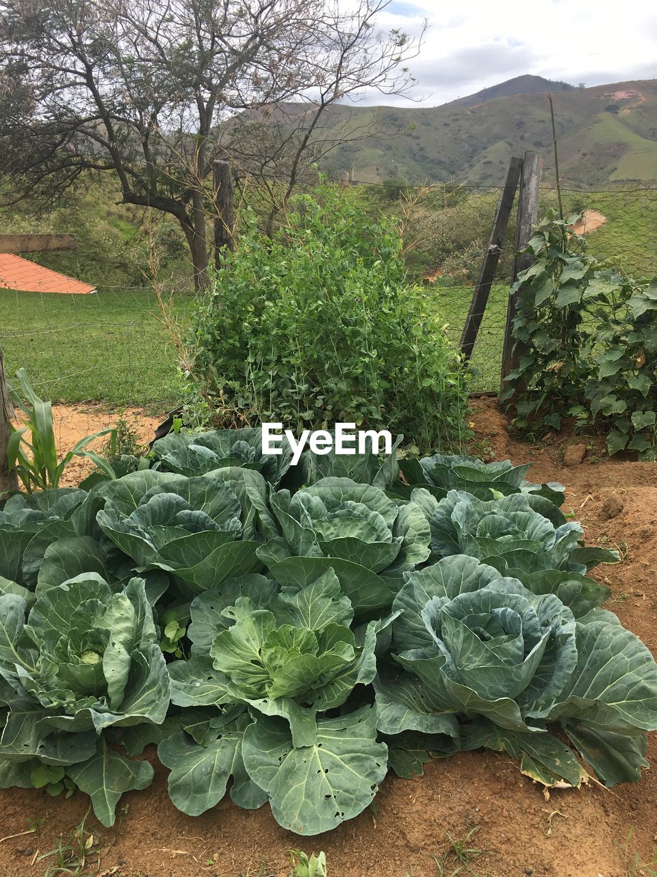 Vegetables growing on field