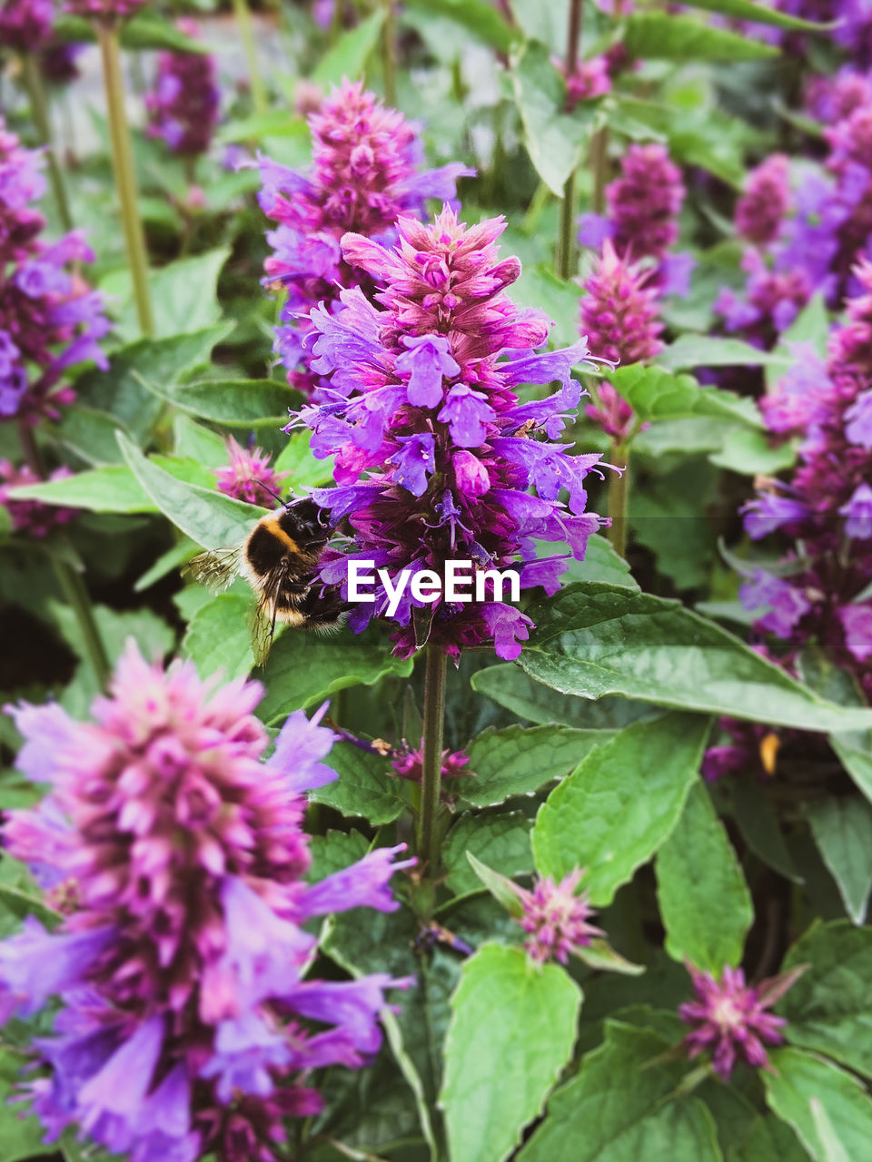 CLOSE-UP OF PINK FLOWERING PLANTS