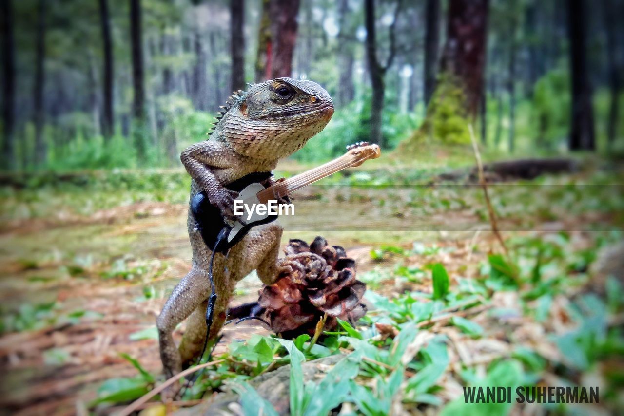 CLOSE-UP OF SNAKE IN FOREST