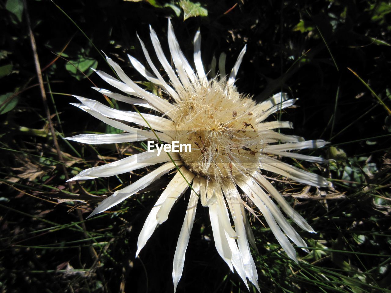 CLOSE-UP OF FLOWER PLANT