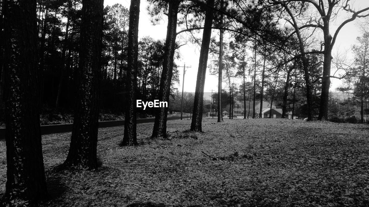 TREES GROWING IN FOREST