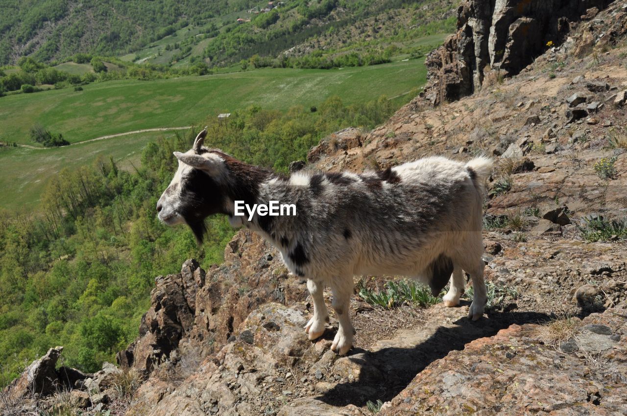 GOATS STANDING ON FIELD AGAINST SKY