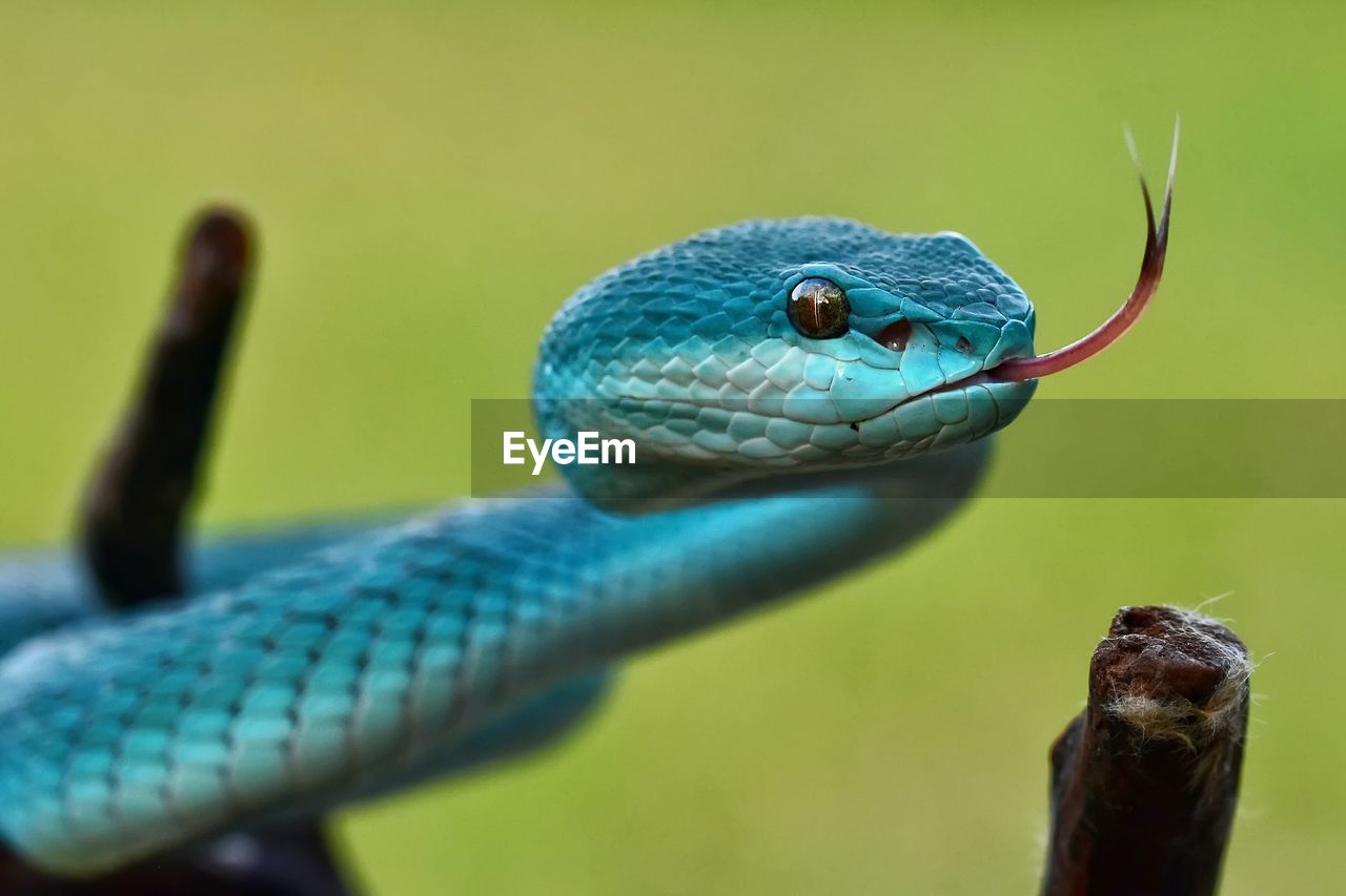 Blue insularis snake tree pit viper 