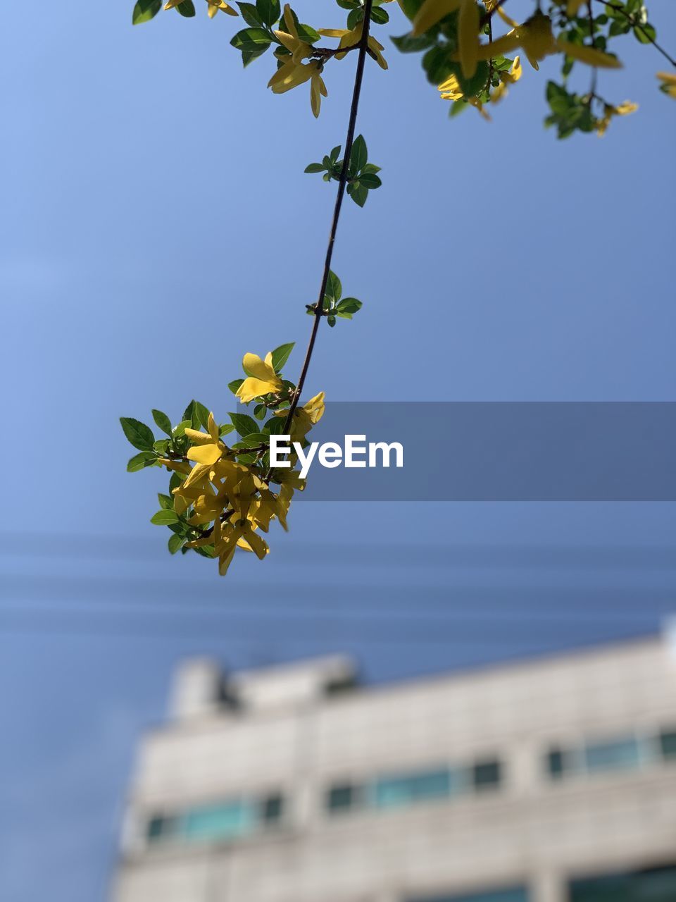 plant, nature, leaf, tree, sky, plant part, flower, yellow, branch, architecture, no people, growth, blue, day, outdoors, building exterior, built structure, clear sky, beauty in nature, city, fruit, focus on foreground, green, sunlight, building, blossom, close-up, freshness, low angle view, sunny, flowering plant