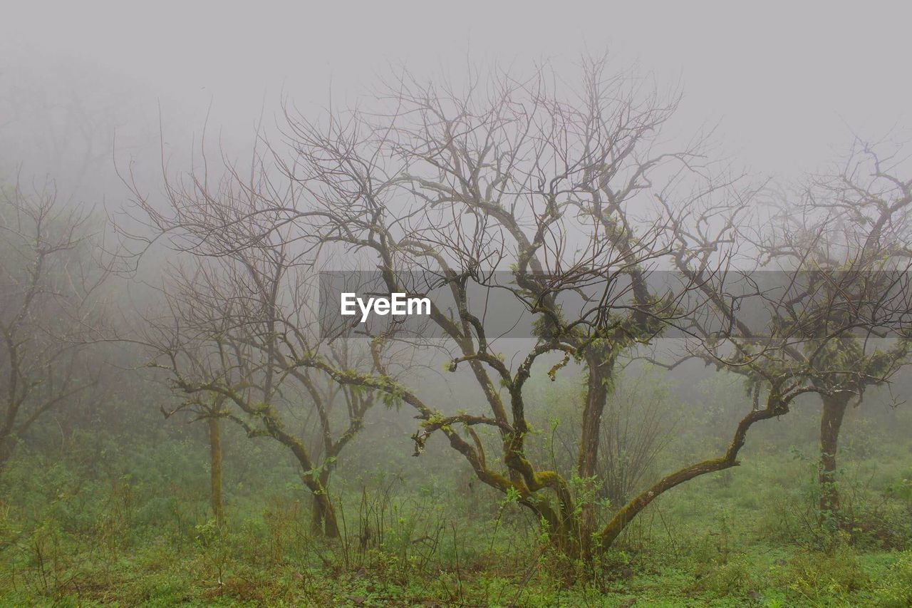 Bare tree on landscape against sky