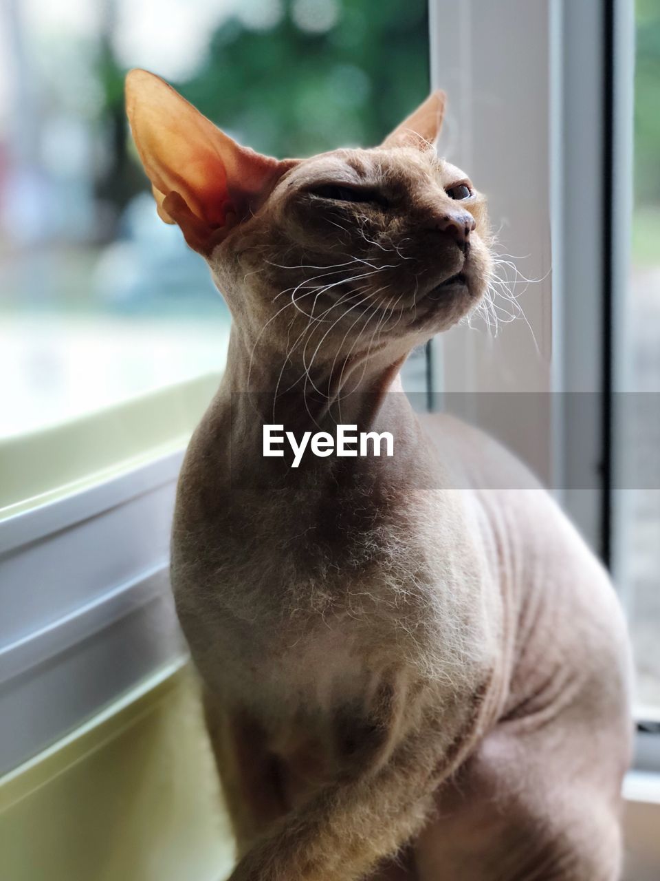Close-up of sphynx hairless cat looking away by window