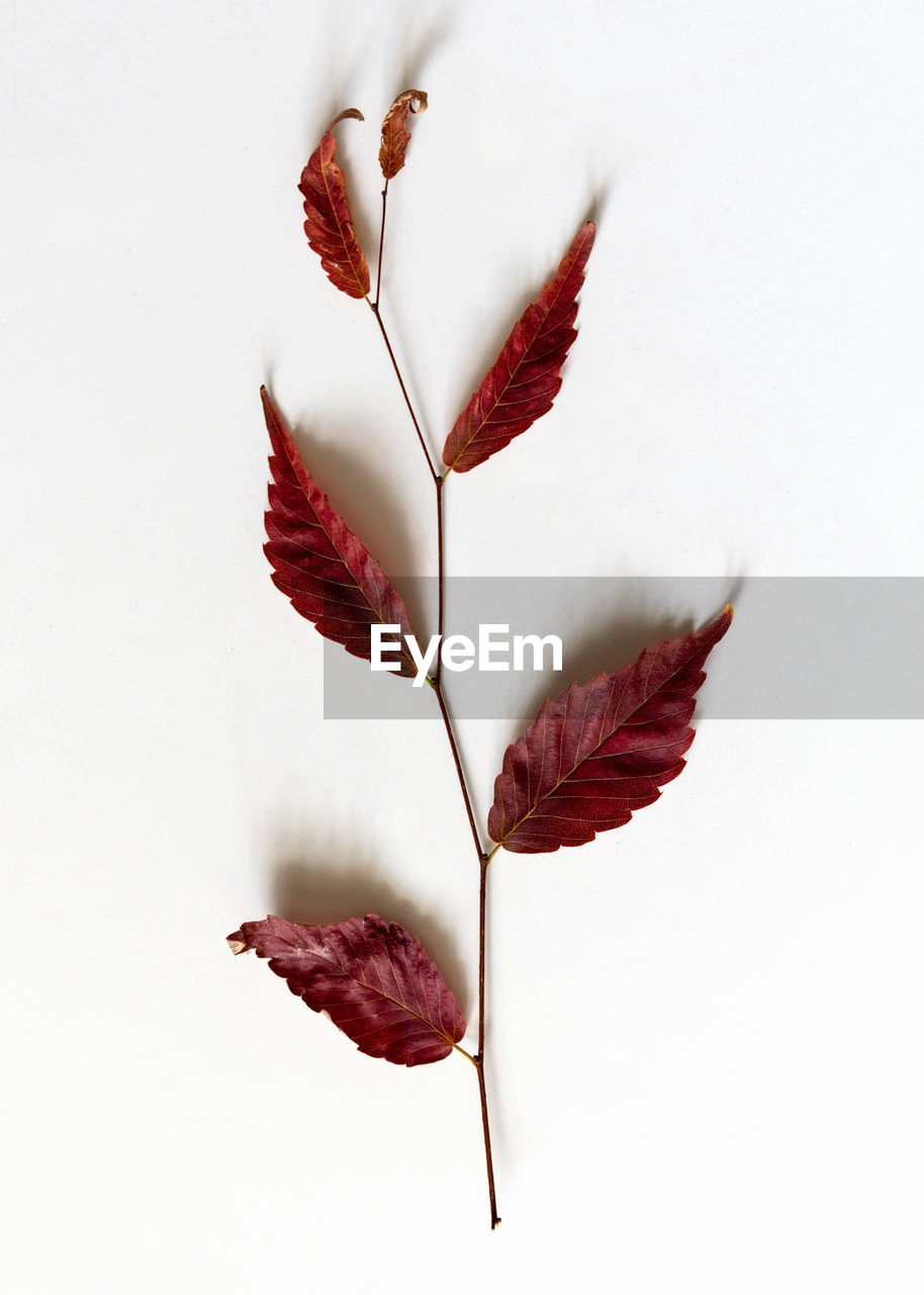 Close-up of autumn leaves against white background