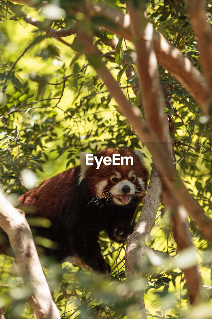 Red panda on tree