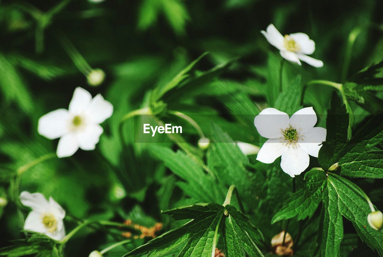 Close-up of white flowers blooming on field