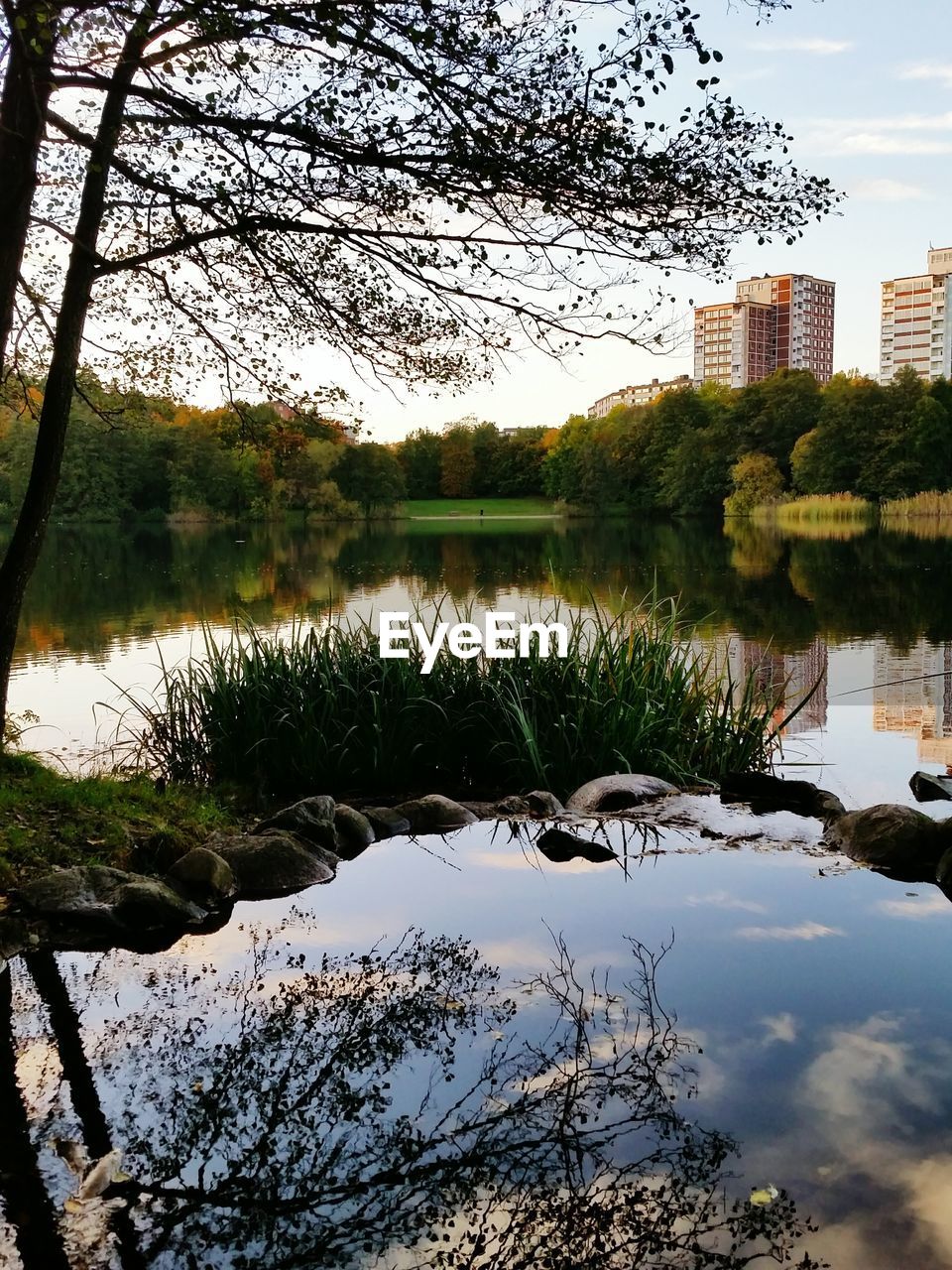 REFLECTION OF TREE IN LAKE