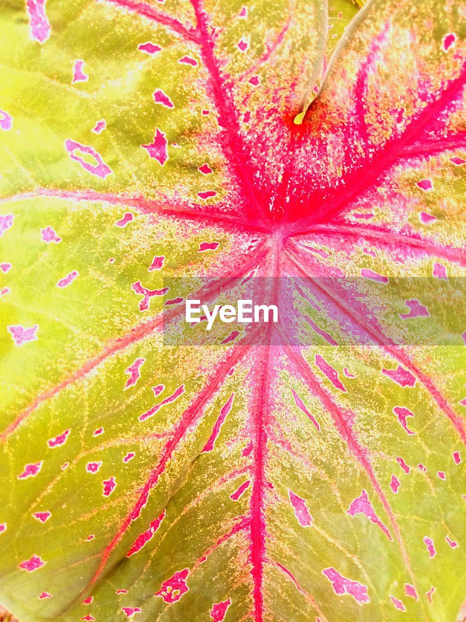 FULL FRAME SHOT OF MULTI COLORED LEAF