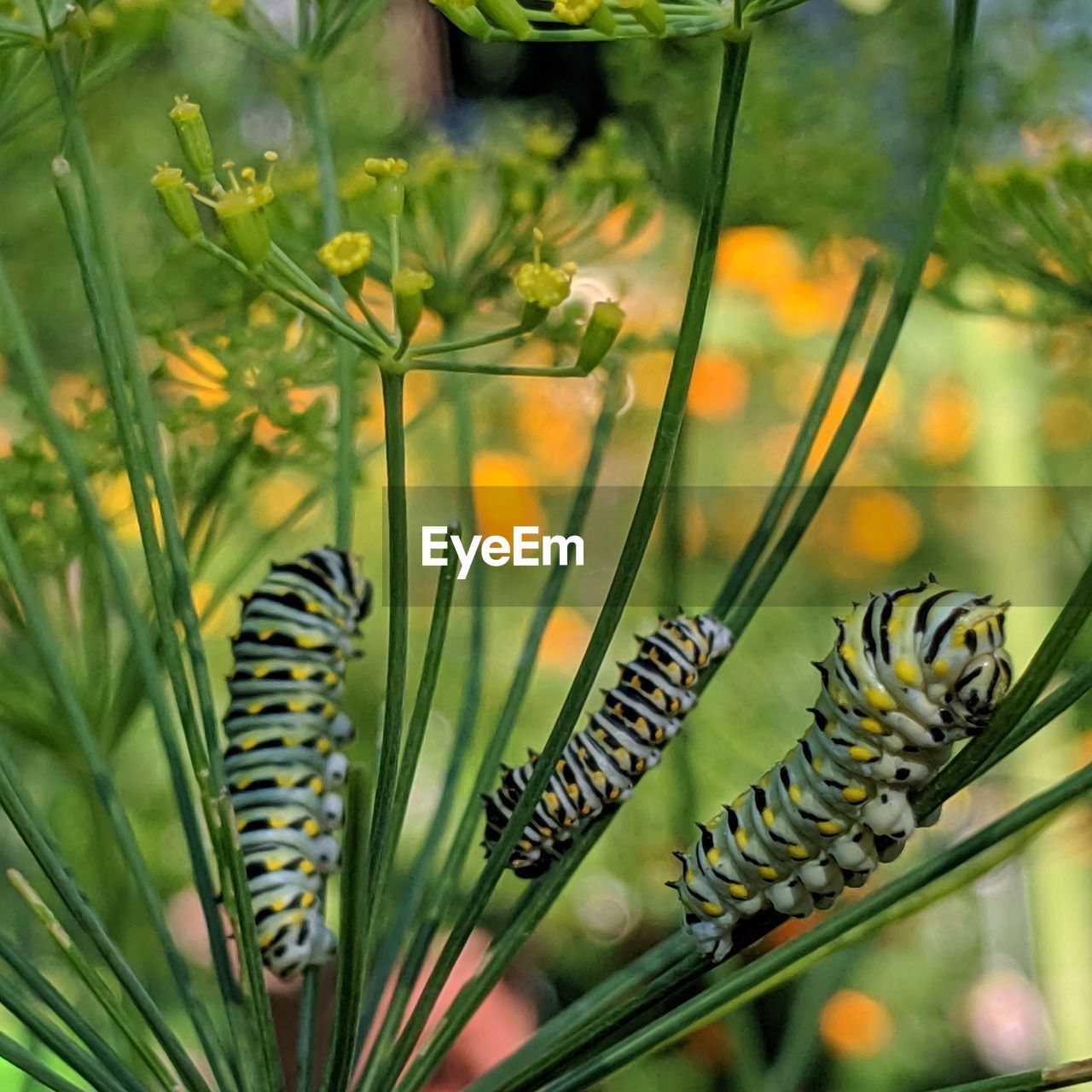 Close-up of swallowtail caterpillars on dill plant