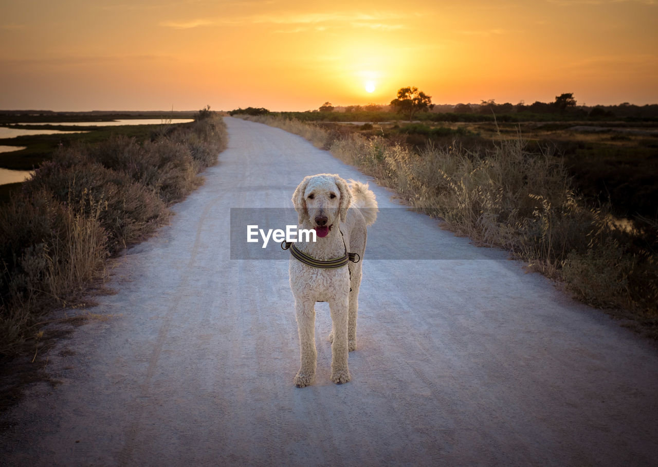 DOG AT SUNSET