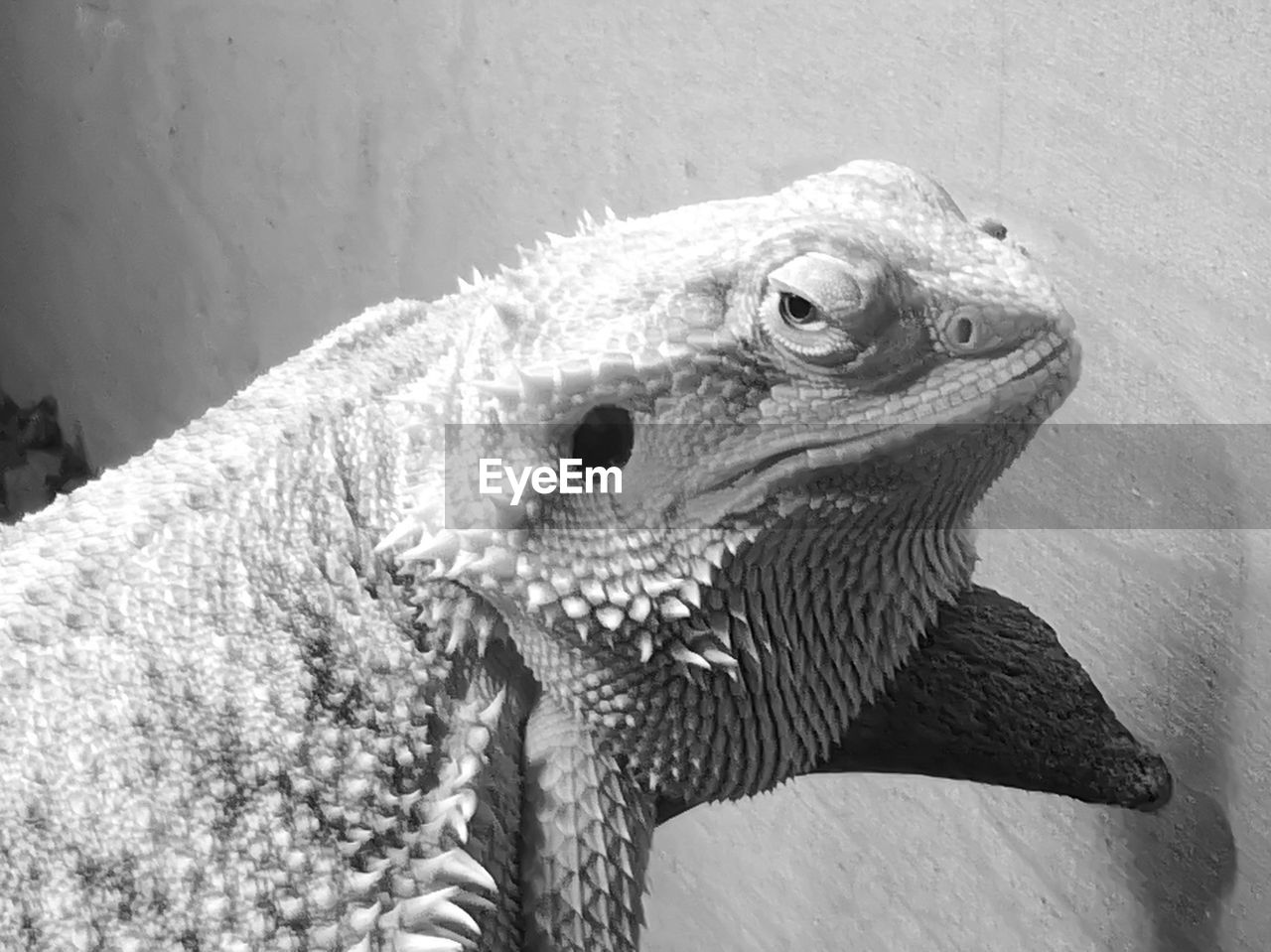 CLOSE-UP OF A TURTLE