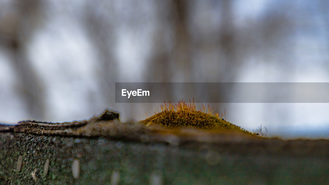 CLOSE-UP OF MOSS ON WOOD