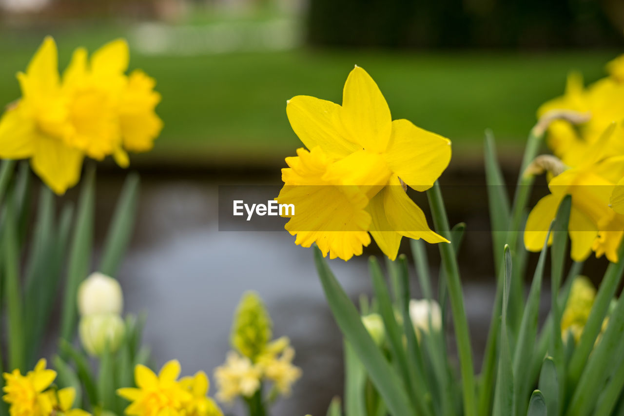 CLOSE-UP OF YELLOW DAFFODIL FLOWERS IN BLOOM