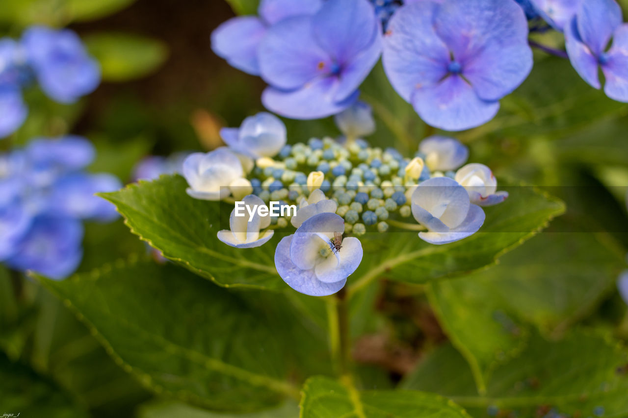 plant, flower, flowering plant, freshness, beauty in nature, plant part, leaf, nature, close-up, blue, macro photography, growth, petal, flower head, fragility, springtime, inflorescence, purple, no people, forget-me-not, food and drink, blossom, wildflower, summer, botany, outdoors, food, green, selective focus, hydrangea serrata, hydrangea, day
