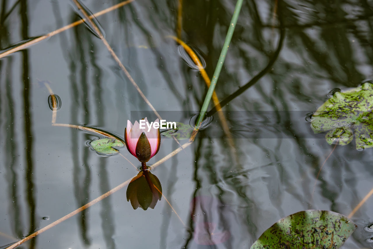 plant, flower, water, nature, beauty in nature, flowering plant, lake, leaf, green, plant part, freshness, no people, growth, water lily, floating on water, fragility, floating, reflection, day, close-up, outdoors, petal, tranquility, lily, branch, blossom, yellow, macro photography, inflorescence, flower head, botany, pink, springtime