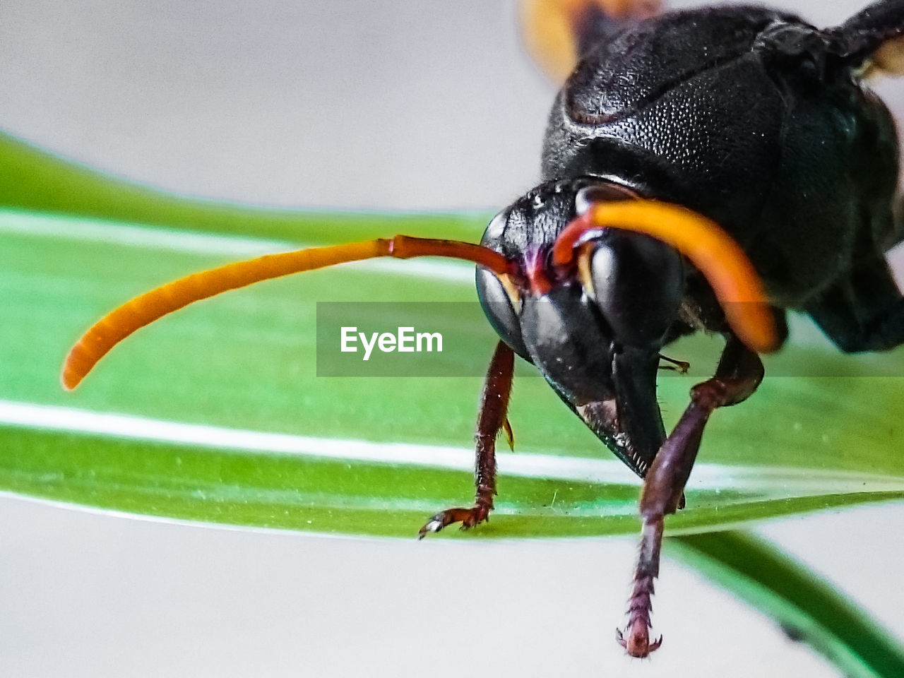 CLOSE-UP OF INSECT