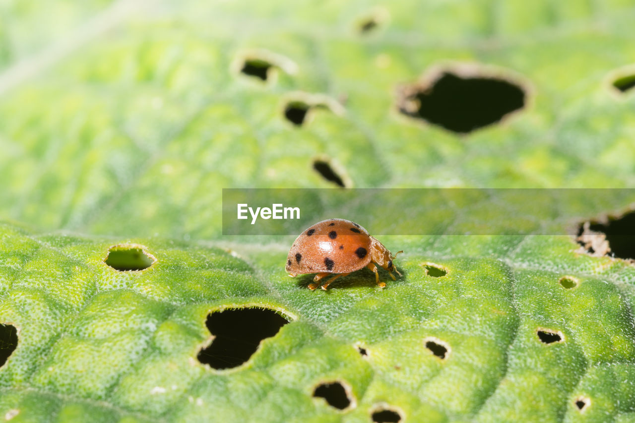 Close-up of ladybug on leaf