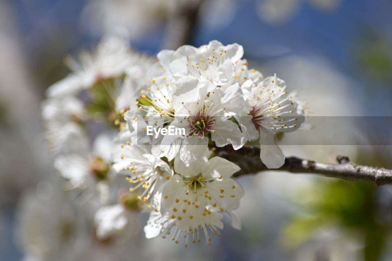 Close-up of cherry blossom