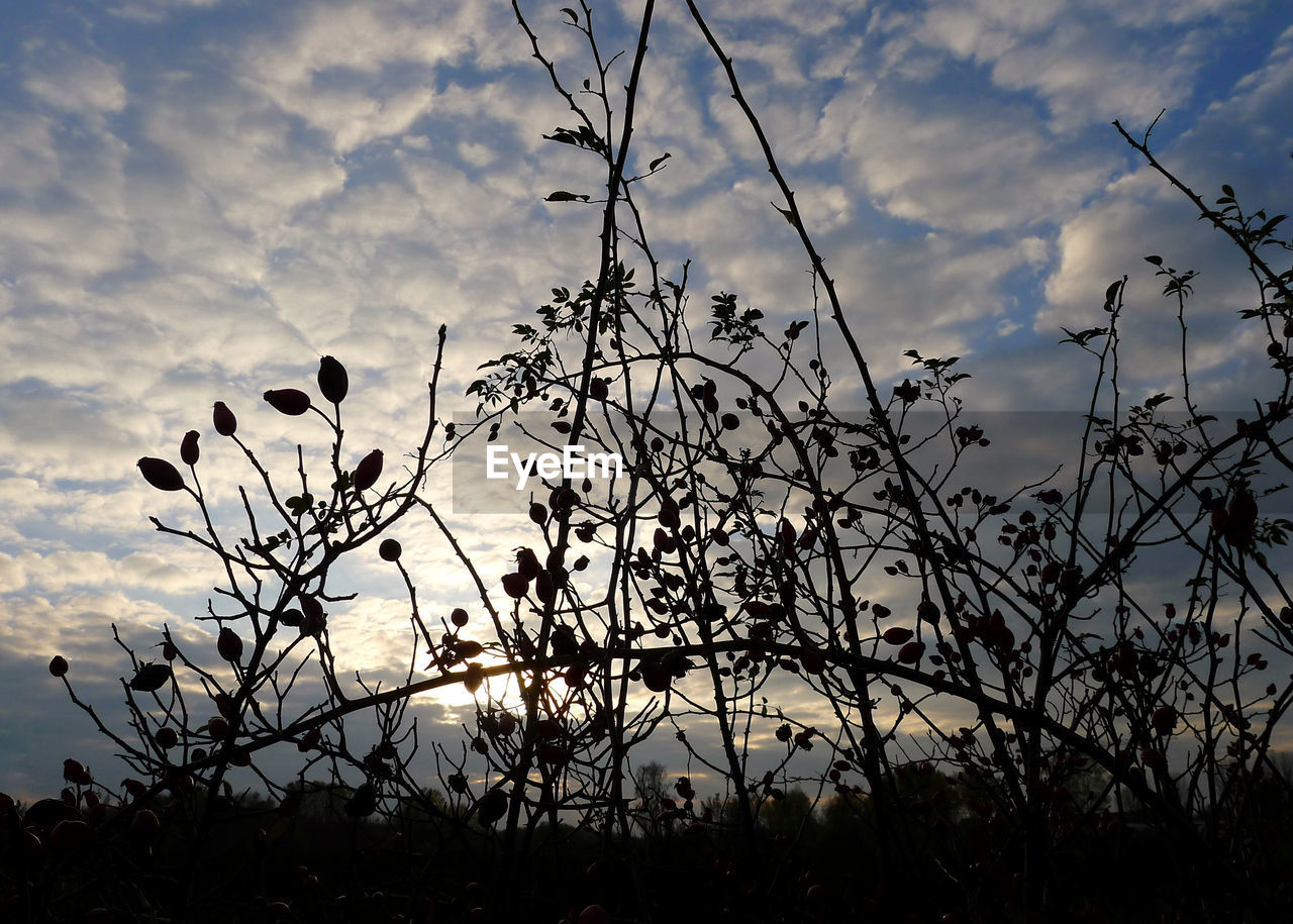 FLOWERS AGAINST SKY